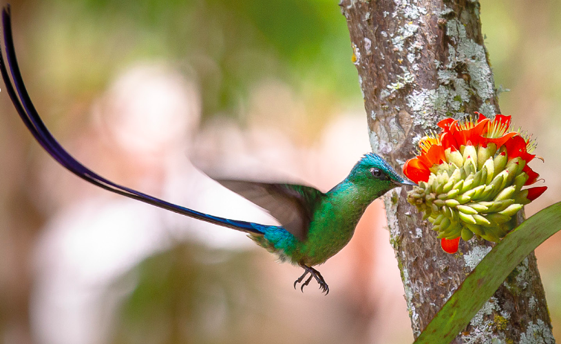 Fotografía: Felipe Villegas / Humboldt