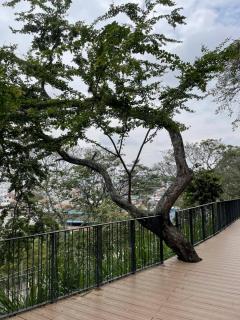 Arboles bosque encantado